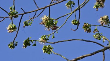 Brahminy Starlingorbrahminy Myna Beyaz İpek Pamuk Ağacı 'nda oturuyor. Bu kuş Beyaz İpek Pamuk Ağacı 'nın çiçeğinin nektarını emiyor. Sturnia pagodarum. Starling ailesinin bir üyesi..