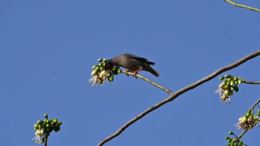 Brahminy Starlingorbrahminy Myna Beyaz İpek Pamuk Ağacı 'nda oturuyor. Bu kuş Beyaz İpek Pamuk Ağacı 'nın çiçeğinin nektarını emiyor. Sturnia pagodarum. Starling ailesinin bir üyesi..