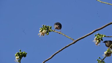 Brahminy Starlingorbrahminy Myna Beyaz İpek Pamuk Ağacı 'nda oturuyor. Bu kuş Beyaz İpek Pamuk Ağacı 'nın çiçeğinin nektarını emiyor. Sturnia pagodarum. Starling ailesinin bir üyesi..