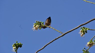 Brahminy Starlingorbrahminy Myna Beyaz İpek Pamuk Ağacı 'nda oturuyor. Bu kuş Beyaz İpek Pamuk Ağacı 'nın çiçeğinin nektarını emiyor. Sturnia pagodarum. Starling ailesinin bir üyesi..