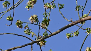 Brahminy Starlingorbrahminy Myna Beyaz İpek Pamuk Ağacı 'nda oturuyor. Bu kuş Beyaz İpek Pamuk Ağacı 'nın çiçeğinin nektarını emiyor. Sturnia pagodarum. Starling ailesinin bir üyesi..