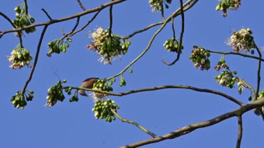 Brahminy Starlingorbrahminy Myna Beyaz İpek Pamuk Ağacı 'nda oturuyor. Bu kuş Beyaz İpek Pamuk Ağacı 'nın çiçeğinin nektarını emiyor. Sturnia pagodarum. Starling ailesinin bir üyesi..