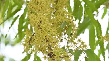 Polyalthia longifolia ağacı çiçekleri. Diğer adı Ashoka, glodokan, glodogan tiang, sahte Ashok ağacı. Bu ağaçların kabuğu birçok Ayurvedic ilaç yapımında kullanılır..