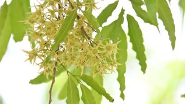 Polyalthia longifolia ağacı çiçekleri. Diğer adı Ashoka, glodokan, glodogan tiang, sahte Ashok ağacı. Bu ağaçların kabuğu birçok Ayurvedic ilaç yapımında kullanılır..