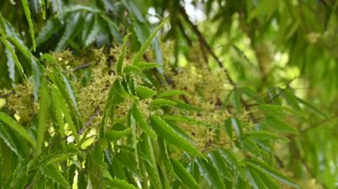 Polyalthia longifolia ağacı çiçekleri. Diğer adı Ashoka, glodokan, glodogan tiang, sahte Ashok ağacı. Bu ağaçların kabuğu birçok Ayurvedic ilaç yapımında kullanılır..