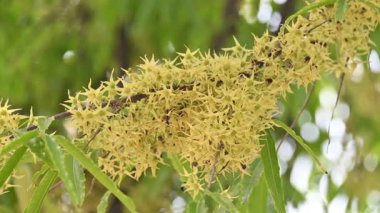Polyalthia longifolia ağacı çiçekleri. Diğer adı Ashoka, glodokan, glodogan tiang, sahte Ashok ağacı. Bu ağaçların kabuğu birçok Ayurvedic ilaç yapımında kullanılır..