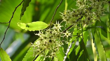 Polyalthia longifolia ağacı çiçekleri. Diğer adı Ashoka, glodokan, glodogan tiang, sahte Ashok ağacı. Bu ağaçların kabuğu birçok Ayurvedic ilaç yapımında kullanılır..