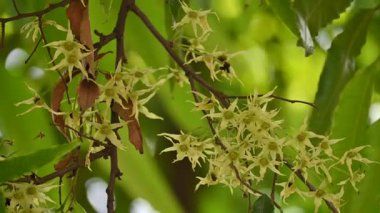 Polyalthia longifolia ağacı çiçekleri. Diğer adı Ashoka, glodokan, glodogan tiang, sahte Ashok ağacı. Bu ağaçların kabuğu birçok Ayurvedic ilaç yapımında kullanılır..