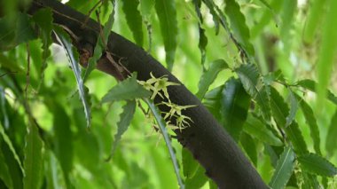 Polyalthia longifolia ağacı çiçekleri. Diğer adı Ashoka, glodokan, glodogan tiang, sahte Ashok ağacı. Bu ağaçların kabuğu birçok Ayurvedic ilaç yapımında kullanılır..