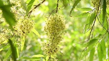 Polyalthia longifolia ağacı çiçekleri. Diğer adı Ashoka, glodokan, glodogan tiang, sahte Ashok ağacı. Bu ağaçların kabuğu birçok Ayurvedic ilaç yapımında kullanılır..