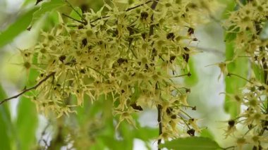 Polyalthia longifolia ağacı çiçekleri. Diğer adı Ashoka, glodokan, glodogan tiang, sahte Ashok ağacı. Bu ağaçların kabuğu birçok Ayurvedic ilaç yapımında kullanılır..