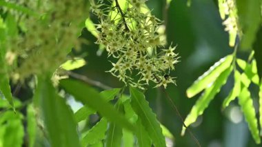 Polyalthia longifolia ağacı çiçekleri. Diğer adı Ashoka, glodokan, glodogan tiang, sahte Ashok ağacı. Bu ağaçların kabuğu birçok Ayurvedic ilaç yapımında kullanılır..