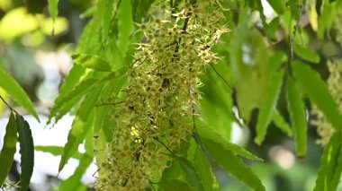 Polyalthia longifolia ağacı çiçekleri. Diğer adı Ashoka, glodokan, glodogan tiang, sahte Ashok ağacı. Bu ağaçların kabuğu birçok Ayurvedic ilaç yapımında kullanılır..