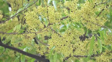 Polyalthia longifolia tree flowers. It's tree other names Ashoka, glodokan, glodogan tiang, False Ashok Tree. The bark of this trees is used in making many Ayurvedic medicines.