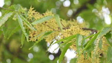 Polyalthia longifolia ağacı çiçekleri. Diğer adı Ashoka, glodokan, glodogan tiang, sahte Ashok ağacı. Bu ağaçların kabuğu birçok Ayurvedic ilaç yapımında kullanılır..