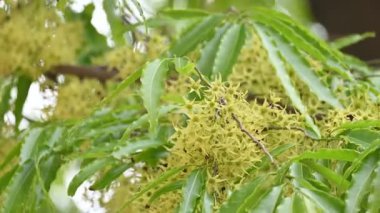 Polyalthia longifolia ağacı çiçekleri. Diğer adı Ashoka, glodokan, glodogan tiang, sahte Ashok ağacı. Bu ağaçların kabuğu birçok Ayurvedic ilaç yapımında kullanılır..