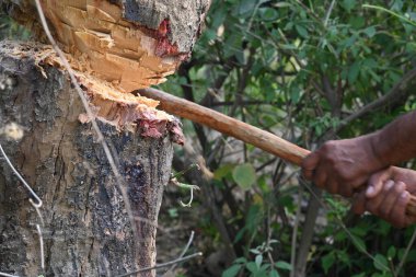 Ağaç baltayla kesiliyor. Bir Kızılderili köyünde odun kesiliyor. Hint köyü baltayla elinden odun kesiyor..