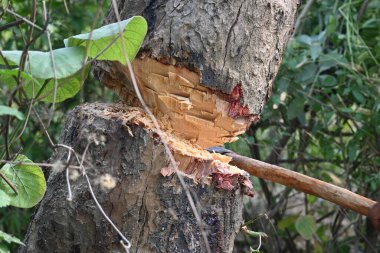 Ağaç baltayla kesiliyor. Bir Kızılderili köyünde odun kesiliyor. Hint köyü baltayla elinden odun kesiyor..