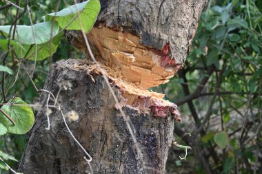 Ağaç baltayla kesiliyor. Bir Kızılderili köyünde odun kesiliyor. Hint köyü baltayla elinden odun kesiyor..