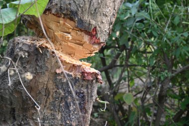 Ağaç baltayla kesiliyor. Bir Kızılderili köyünde odun kesiliyor. Hint köyü baltayla elinden odun kesiyor..