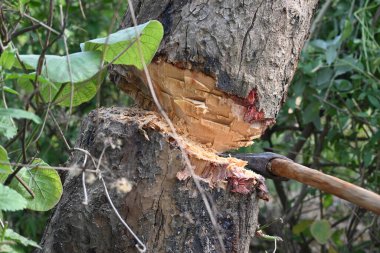 Ağaç baltayla kesiliyor. Bir Kızılderili köyünde odun kesiliyor. Hint köyü baltayla elinden odun kesiyor..