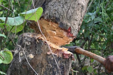 Ağaç baltayla kesiliyor. Bir Kızılderili köyünde odun kesiliyor. Hint köyü baltayla elinden odun kesiyor..
