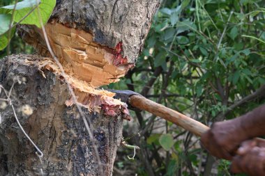 Ağaç baltayla kesiliyor. Bir Kızılderili köyünde odun kesiliyor. Hint köyü baltayla elinden odun kesiyor..
