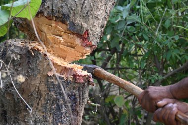 Ağaç baltayla kesiliyor. Bir Kızılderili köyünde odun kesiliyor. Hint köyü baltayla elinden odun kesiyor..