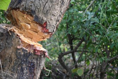 Ağaç baltayla kesiliyor. Bir Kızılderili köyünde odun kesiliyor. Hint köyü baltayla elinden odun kesiyor..