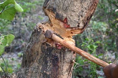 Ağaç baltayla kesiliyor. Bir Kızılderili köyünde odun kesiliyor. Hint köyü baltayla elinden odun kesiyor..