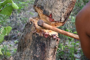Ağaç baltayla kesiliyor. Bir Kızılderili köyünde odun kesiliyor. Hint köyü baltayla elinden odun kesiyor..