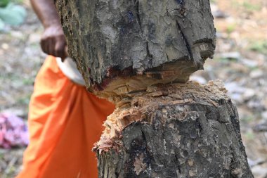 Ağaç baltayla kesiliyor. Bir Kızılderili köyünde odun kesiliyor. Hint köyü baltayla elinden odun kesiyor..