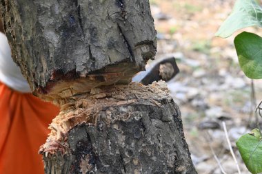 Ağaç baltayla kesiliyor. Bir Kızılderili köyünde odun kesiliyor. Hint köyü baltayla elinden odun kesiyor..