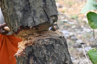 Ağaç baltayla kesiliyor. Bir Kızılderili köyünde odun kesiliyor. Hint köyü baltayla elinden odun kesiyor..