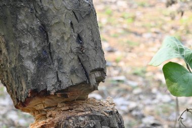 Ağaç baltayla kesiliyor. Bir Kızılderili köyünde odun kesiliyor. Hint köyü baltayla elinden odun kesiyor..