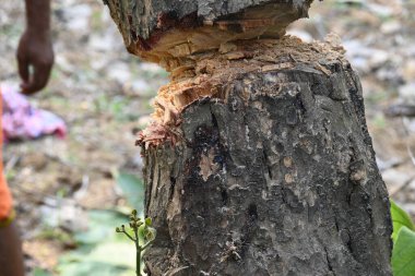 Ağaç baltayla kesiliyor. Bir Kızılderili köyünde odun kesiliyor. Hint köyü baltayla elinden odun kesiyor..
