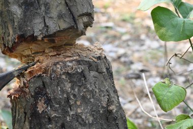 Ağaç baltayla kesiliyor. Bir Kızılderili köyünde odun kesiliyor. Hint köyü baltayla elinden odun kesiyor..