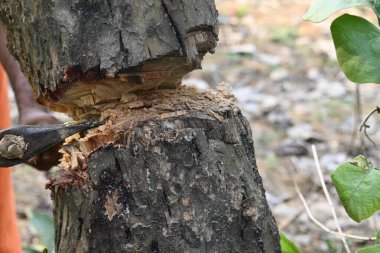 Ağaç baltayla kesiliyor. Bir Kızılderili köyünde odun kesiliyor. Hint köyü baltayla elinden odun kesiyor..