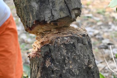 Ağaç baltayla kesiliyor. Bir Kızılderili köyünde odun kesiliyor. Hint köyü baltayla elinden odun kesiyor..
