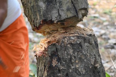 Ağaç baltayla kesiliyor. Bir Kızılderili köyünde odun kesiliyor. Hint köyü baltayla elinden odun kesiyor..