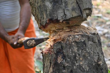 Ağaç baltayla kesiliyor. Bir Kızılderili köyünde odun kesiliyor. Hint köyü baltayla elinden odun kesiyor..