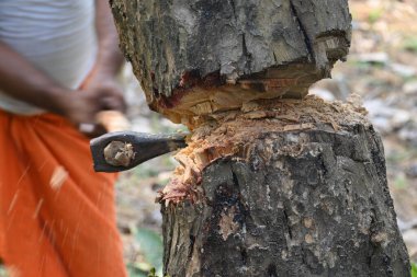 Ağaç baltayla kesiliyor. Bir Kızılderili köyünde odun kesiliyor. Hint köyü baltayla elinden odun kesiyor..