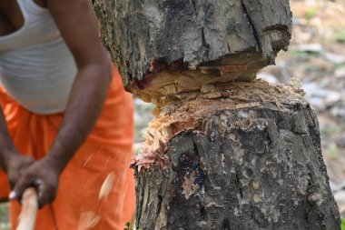 Ağaç baltayla kesiliyor. Bir Kızılderili köyünde odun kesiliyor. Hint köyü baltayla elinden odun kesiyor..