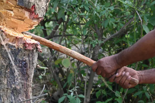 Ağaç baltayla kesiliyor. Bir Kızılderili köyünde odun kesiliyor. Hint köyü baltayla elinden odun kesiyor..