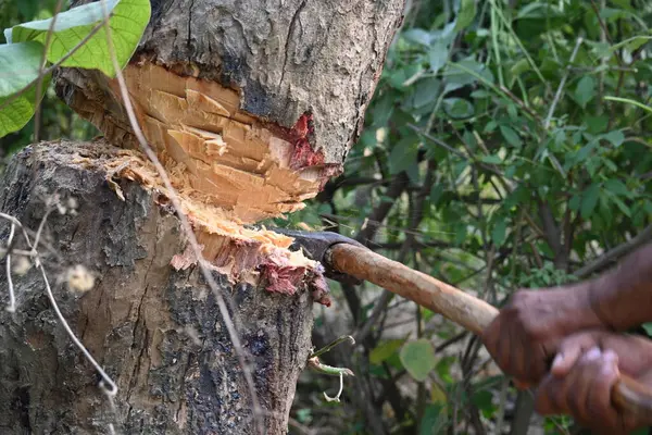 Ağaç baltayla kesiliyor. Bir Kızılderili köyünde odun kesiliyor. Hint köyü baltayla elinden odun kesiyor..