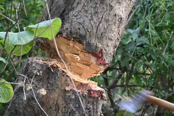 Ağaç baltayla kesiliyor. Bir Kızılderili köyünde odun kesiliyor. Hint köyü baltayla elinden odun kesiyor..