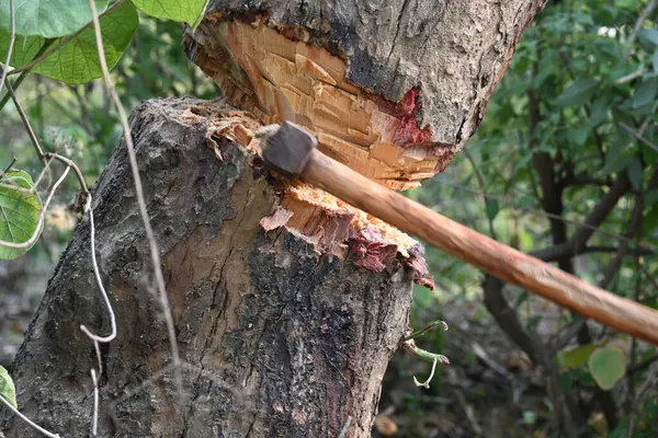 Ağaç baltayla kesiliyor. Bir Kızılderili köyünde odun kesiliyor. Hint köyü baltayla elinden odun kesiyor..