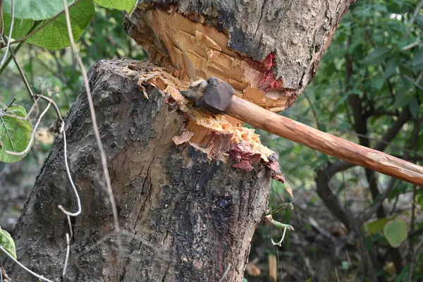 Ağaç baltayla kesiliyor. Bir Kızılderili köyünde odun kesiliyor. Hint köyü baltayla elinden odun kesiyor..