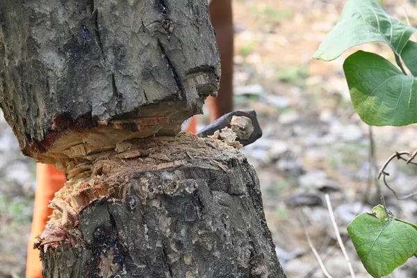 Ağaç baltayla kesiliyor. Bir Kızılderili köyünde odun kesiliyor. Hint köyü baltayla elinden odun kesiyor..