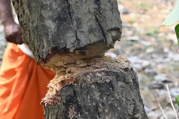 Ağaç baltayla kesiliyor. Bir Kızılderili köyünde odun kesiliyor. Hint köyü baltayla elinden odun kesiyor..